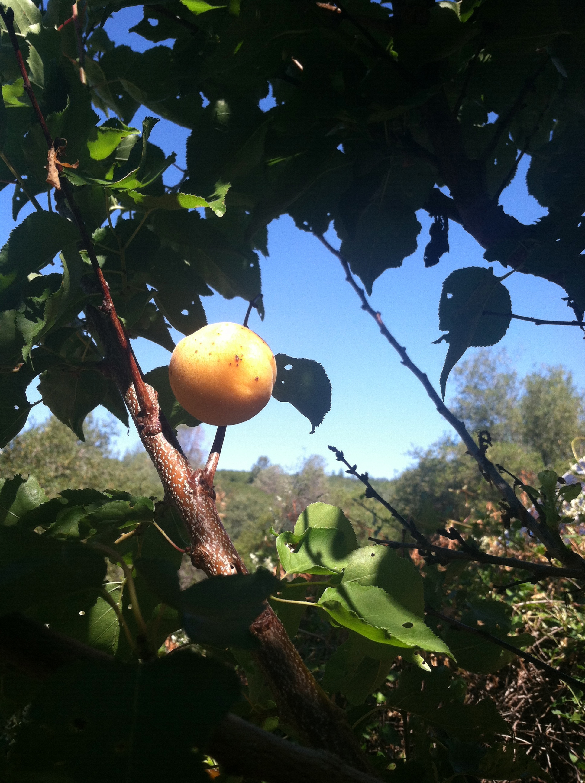 apricot