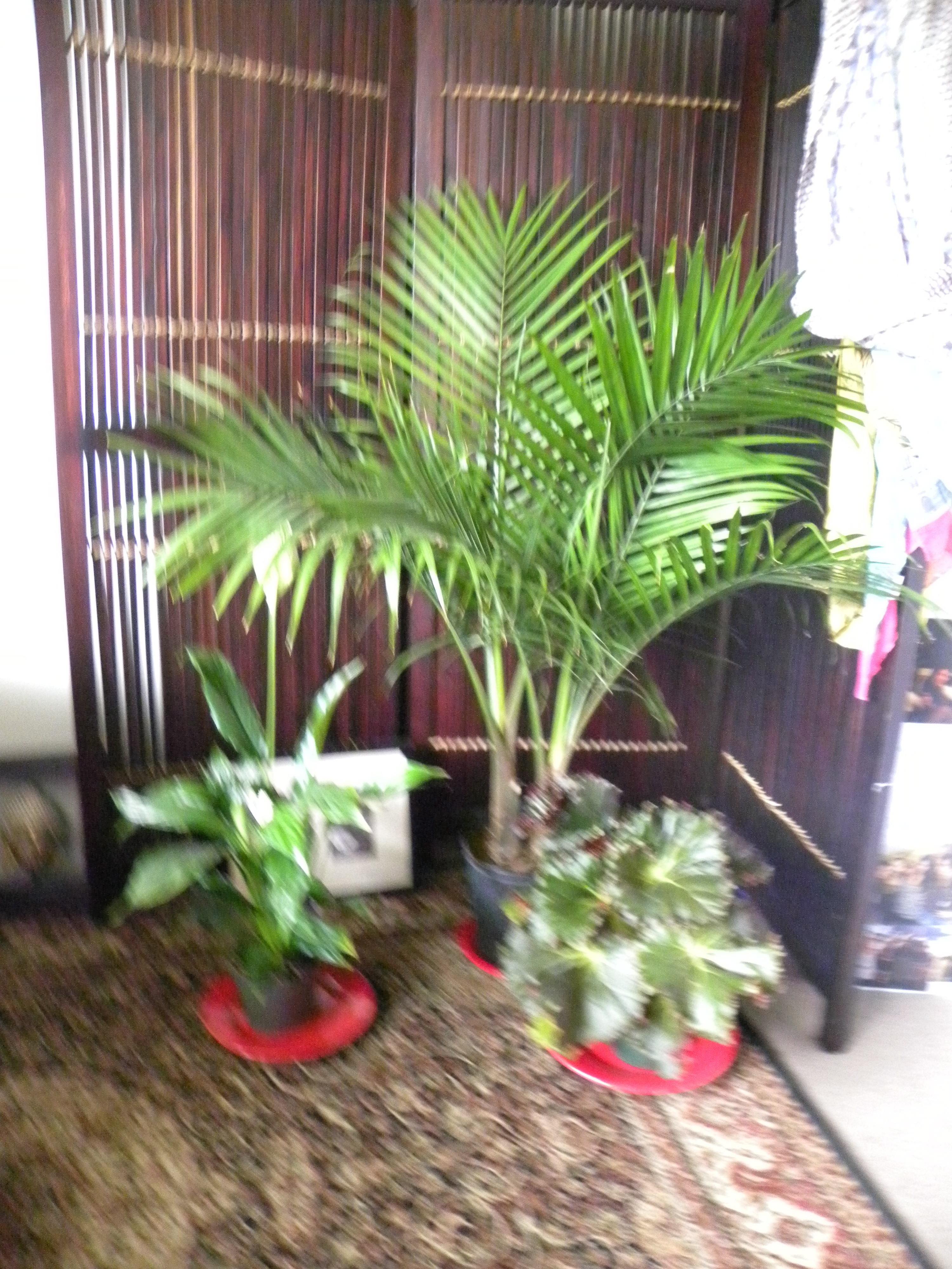 DSCN2624