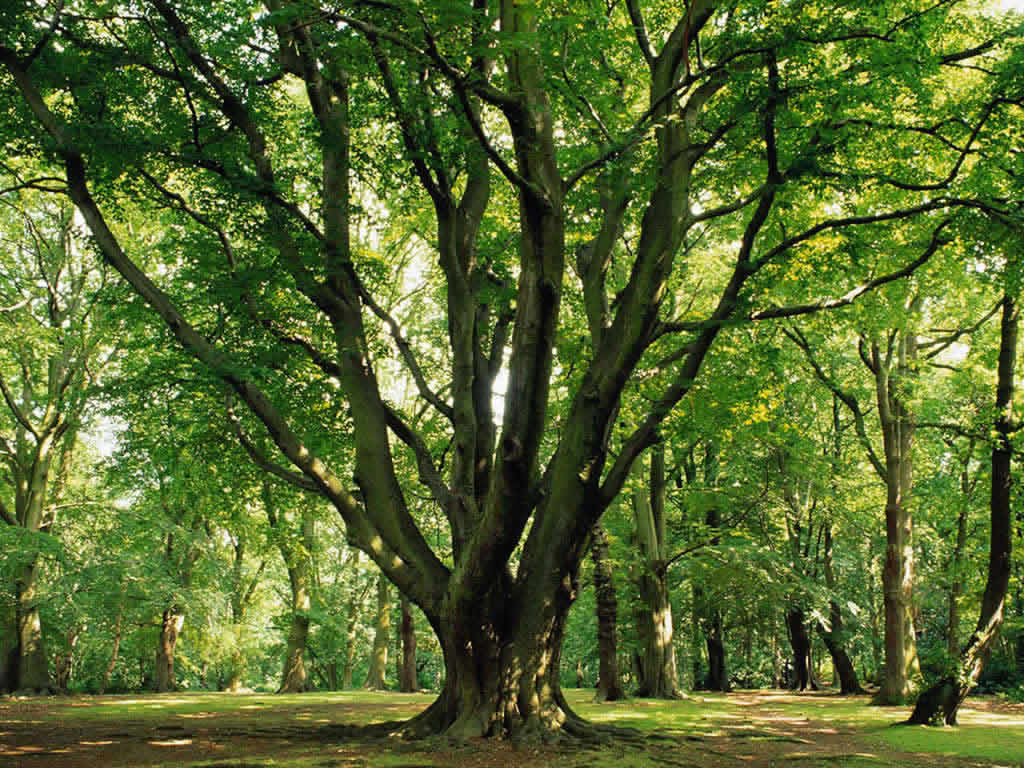 tree